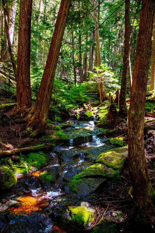 Golden sunlight filtering through old-growth forest onto a mossy stream and forest floor